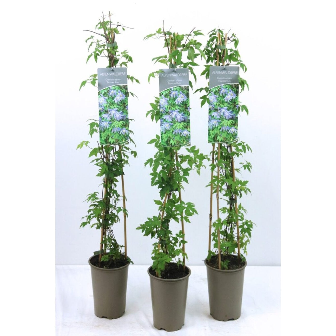 Klematis – Clematis 'Frances Rivis' - C2 60-80 CM Stick